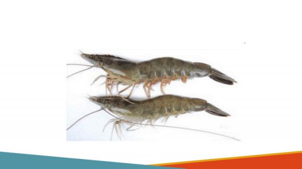 水生动物食性及消化生理水生动物食性PPT课件