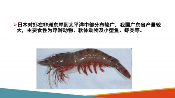 水生动物食性及消化生理水生动物食性PPT课件