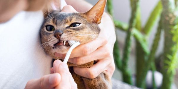 如何给猫刷牙-是宠网