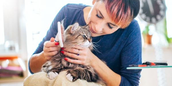 为什么你的猫有乱蓬蓬的毛发？你应该多久给猫梳一次毛-是宠网