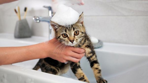 如何给小猫洗澡-是宠网