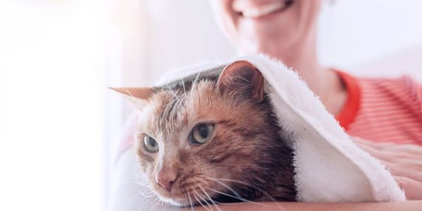 如何给猫洗澡：猫咪洗澡分步指南-是宠网