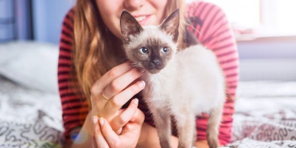 如何给小猫梳毛？小猫梳理毛发的分步指南-是宠网