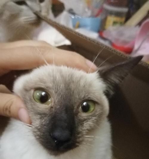 猫咪黄疸的治疗及预防方法（了解黄疸的原因与症状）