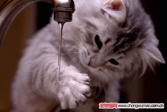 猫咪美容