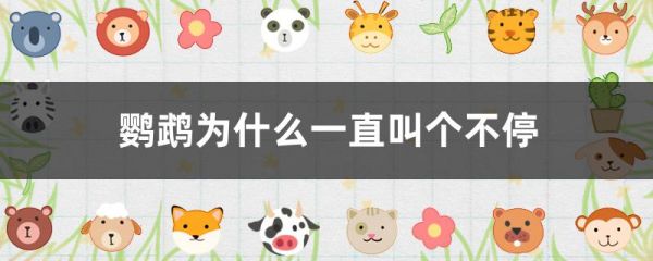 鹦鹉为什么一直叫个不停