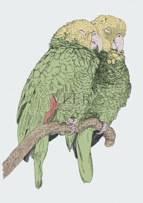 打盹的亚马逊黄头鹦鹉插画图片素材