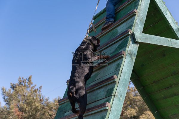 一只大黑狗爬上了高高的木滑梯。成年雄性罗威纳犬的敏捷性和耐力训练。狗主人把狗绳向上拉着，看守着宠物。侧视图。本系列的一部分照片摄影图片