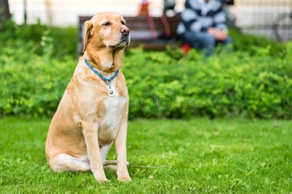 怎么给拉布拉多犬剪毛