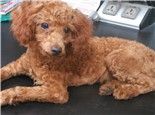 狗狗毛发护理及美容常识
