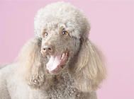 贵宾犬的毛发护理要点
