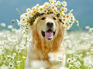 如何让金毛犬的毛色光滑漂亮
