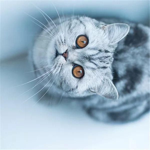 猫咪眼部常见的疾病及日常护理！