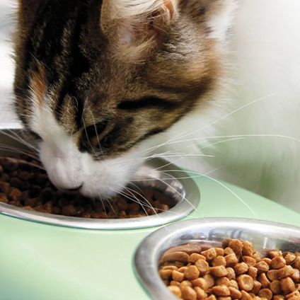 cat eating dry food