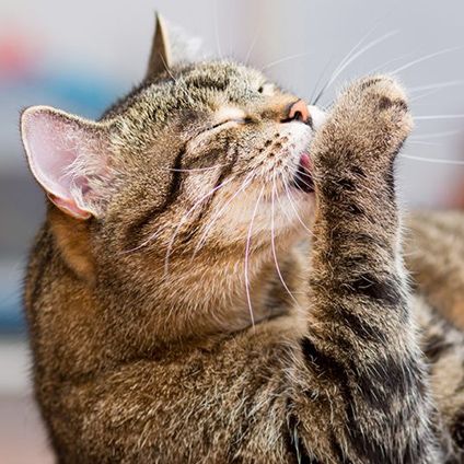 A gray striped cat licking its paw