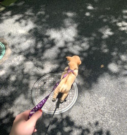 遛金毛犬的正确方法（以宠物为主的训练和教育）