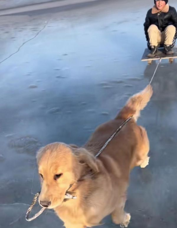 遛金毛犬的正确方法（以宠物为主的训练和教育）
