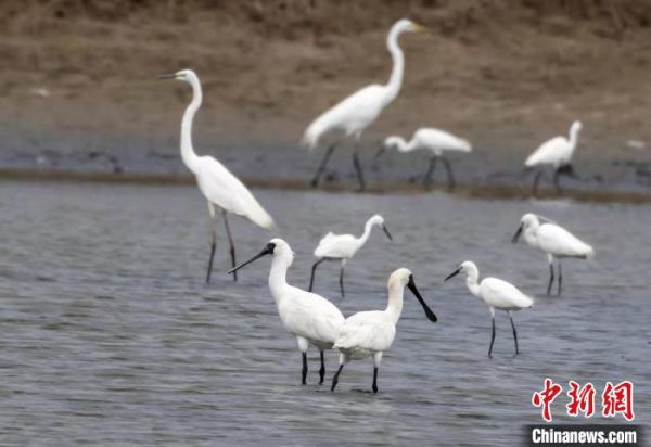全球濒危鸟类黑脸琵鹭连续4年现身广东茂名