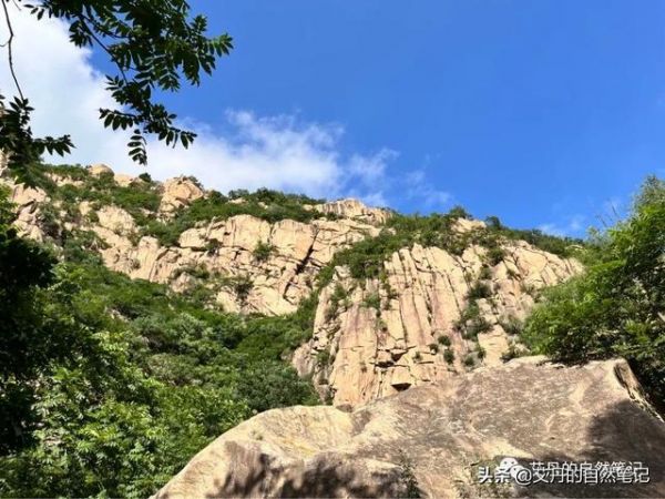 紫啸鸫是不是国家一级动物（紫啸鸫几级保护动物）