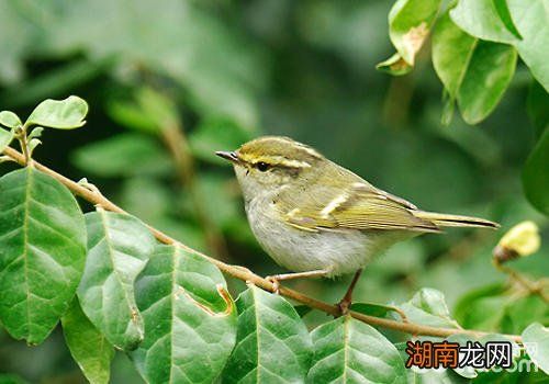 饲养黄腰柳莺要注意哪些问题