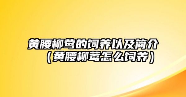 黄腰柳莺的饲养以及简介（黄腰柳莺怎么饲养）