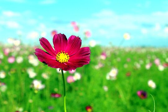 格桑花