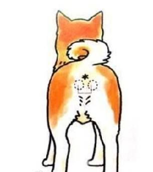 怎样正确给狗狗挤肛门腺
