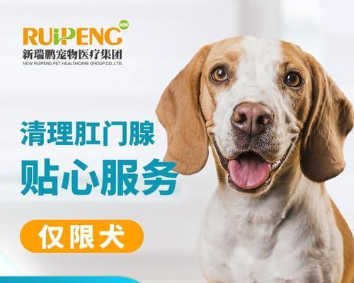 如何为你的金毛犬清理肛门腺（教你正确的清理方法，预防疾病）