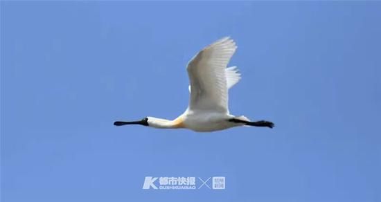  程国龙在杭州湾拍的