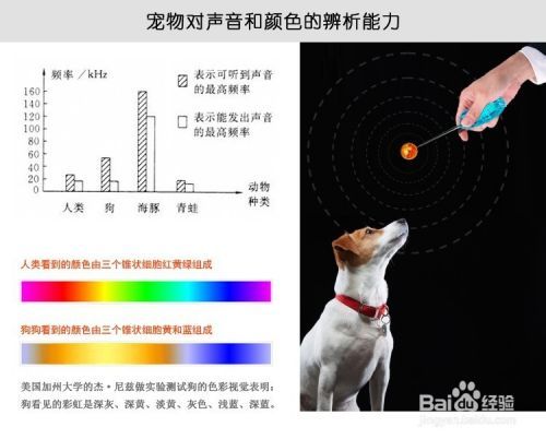 宠物指挥官：[2]如何训练狗狗追逐引导球