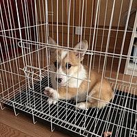 憨憨宠狗笼猫笼，你的宠物小窝新选择！