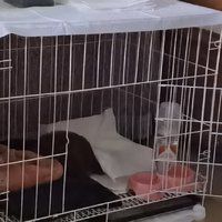 憨憨宠狗笼猫笼，宠物小窝的完美选择！