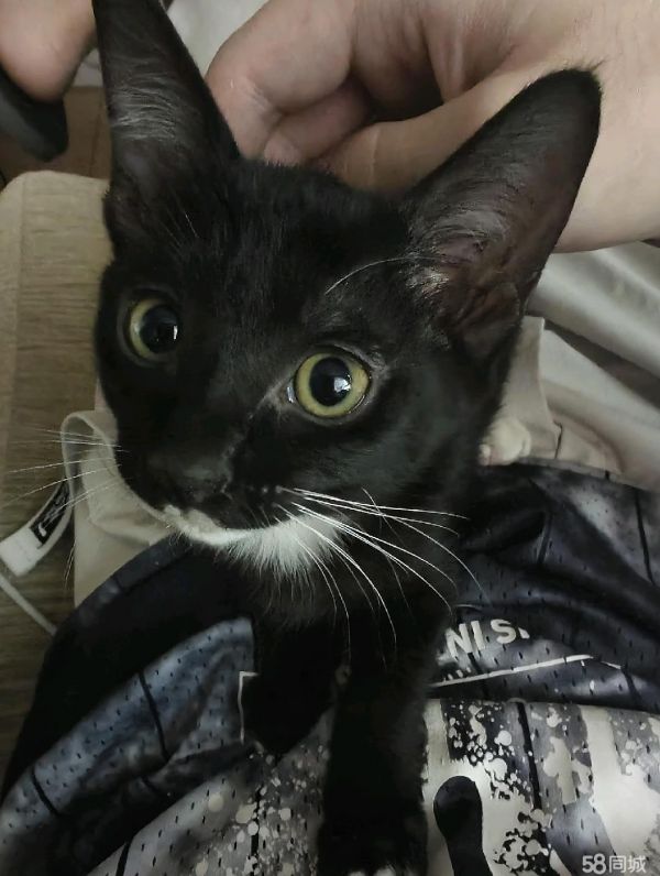 巴中宠物赠送/领养·小奶猫找领养