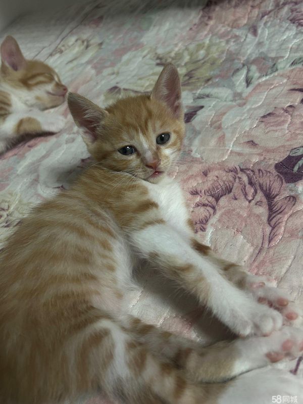 巴中宠物赠送/领养·免费领养小猫