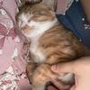 我有一直橘猫想找个好人家