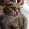 捡到一只小猫求领养