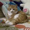 给猫咪找个好人家