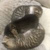 已经收养了几只流浪猫 实在养不了那么多 丢掉觉得太可怜 求爱心人士 我送猫到您家
