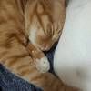 我是一只橘猫希望找个好人家