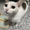 乖巧亲人的流浪小猫咪找领养人