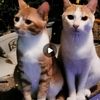 粘人小猫求领养