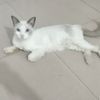 一只布偶找领养