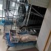 给小猫咪找个好人家