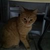 有一只橘猫，求抱养