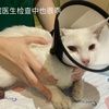 小白猫找领养