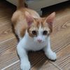 健康的小橘猫求个好心人领养。