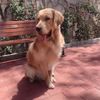 金毛公犬找好主人