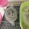 兰州同城领养活动