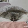 给小猫咪找一个稳定的家