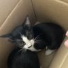 有4只奶牛猫想找好心人领养,求心地善良的人收养